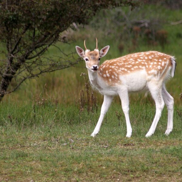 Meer biodiversiteit door minder damherten in Amsterdamse Waterleidingduinen