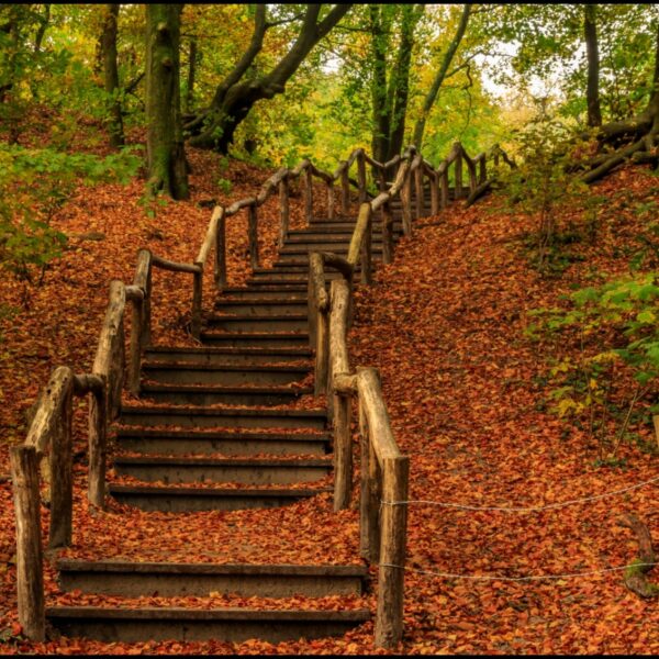 Bos met rechten om altijd een bos te blijven: 'Dat is toch prachtig?'