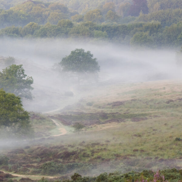 Zonder de natuurherstelwet blijft de rekening van natuurverlies oplopen