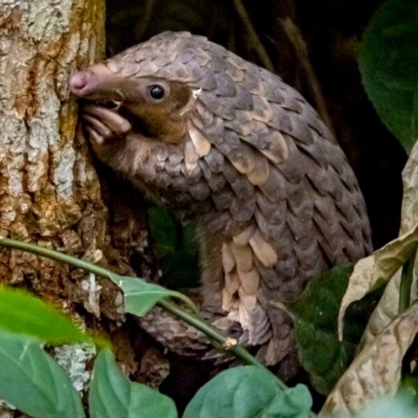 Schubdier is het vreemdste en meest bedreigde zoogdier ter wereld