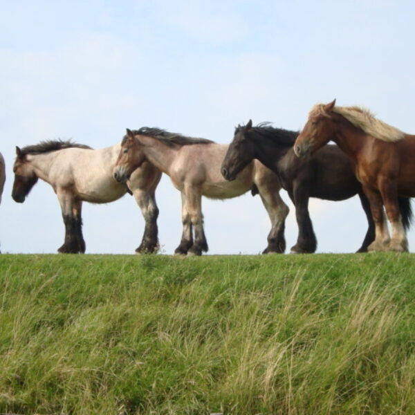 Er zijn grenzen aan menselijk vermaak met dieren