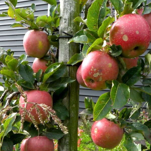 Hoe kan een mislukte oogst alsnog een plek krijgen in ons voedselsysteem?