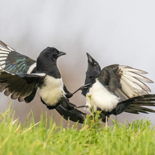 Eksters zijn hele slimme vogels en dit is waarom