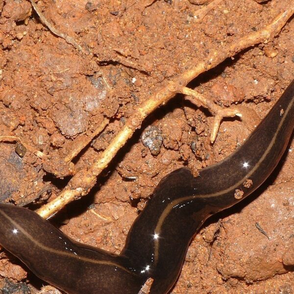 Vleesetende platworm aangetroffen op Bonaire