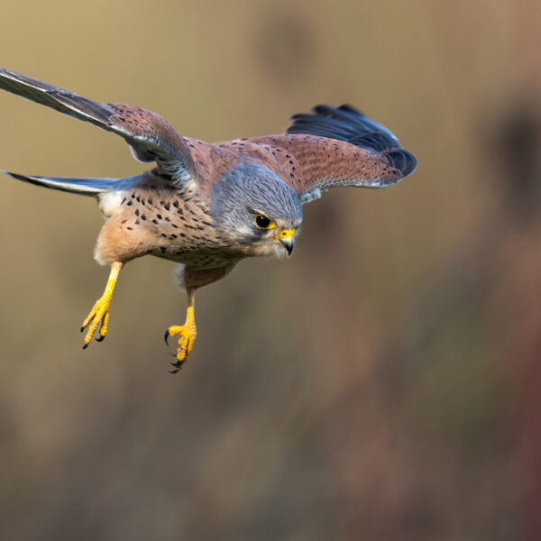 'Beleef de Lente' is weer begonnen: een bijzonder inkijkje in het broedseizoen