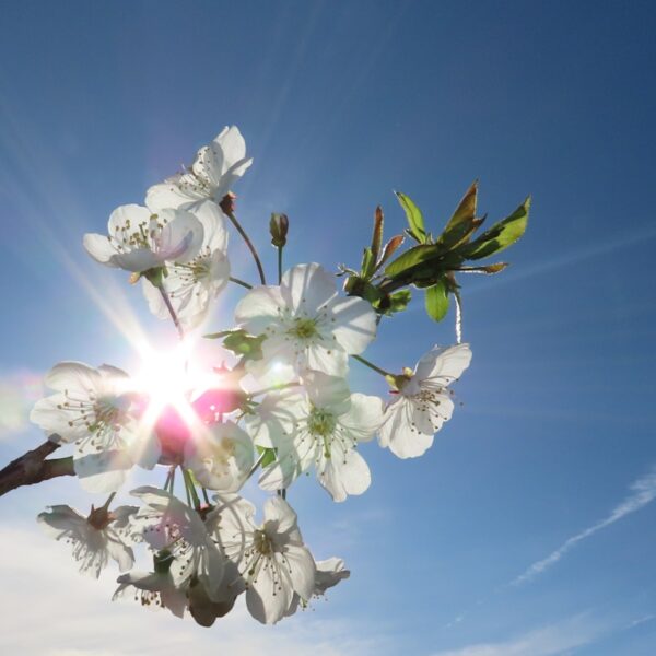 Podcast De Dag: de geur van de lente