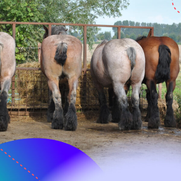 De Wet dierenmishandeling maakt een definitief einde aan de verminking van paarden