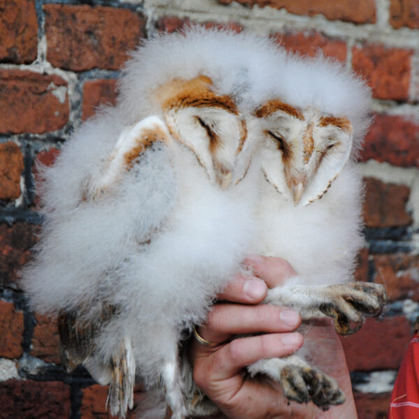 Kerkuilen in Nederland: ze waren er bijna niet meer geweest