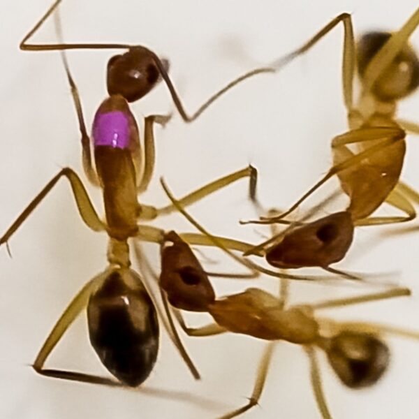 Een pleidooi voor de Leidse negen