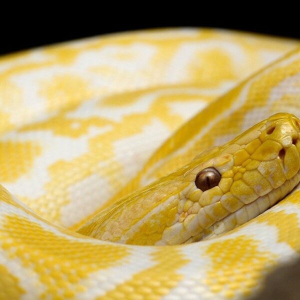 Welke reptielen mag je nog houden als huisdier? Kabinet start onderzoek naar positieflijst