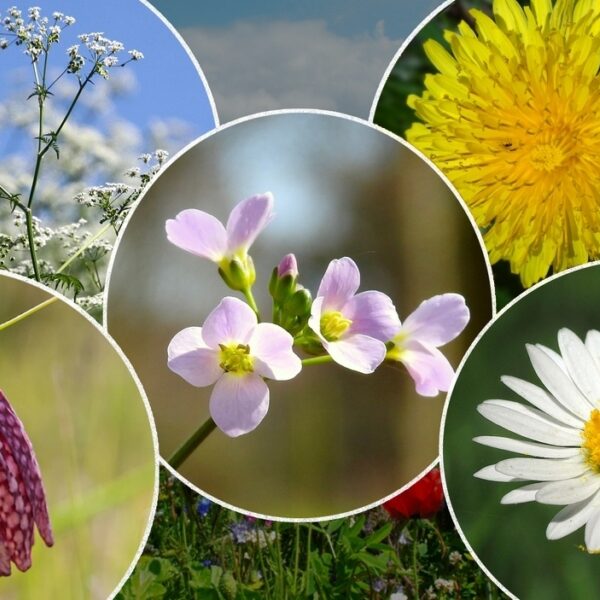 Nationale Bloem verkiezing: dit zijn de ambassadeurs en hun bloemen