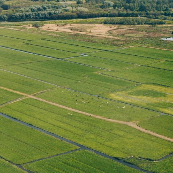 Is ruilverkaveling dé oplossing voor boer en natuur?
