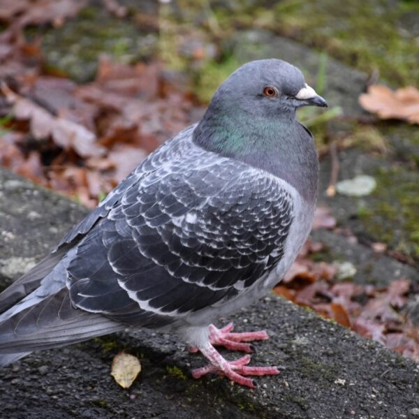 Stadsduiven hebben hulp nodig: 'Dat zijn we aan ze verplicht'