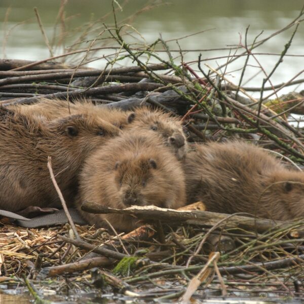 Wat doet de hoogwaterstand met de riviernatuur?