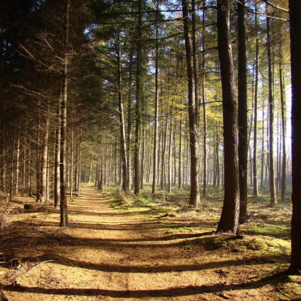 Vanaf een uitkijktoren de toekomst van de natuur zien: 'Hoe mooi zou dat zijn?'