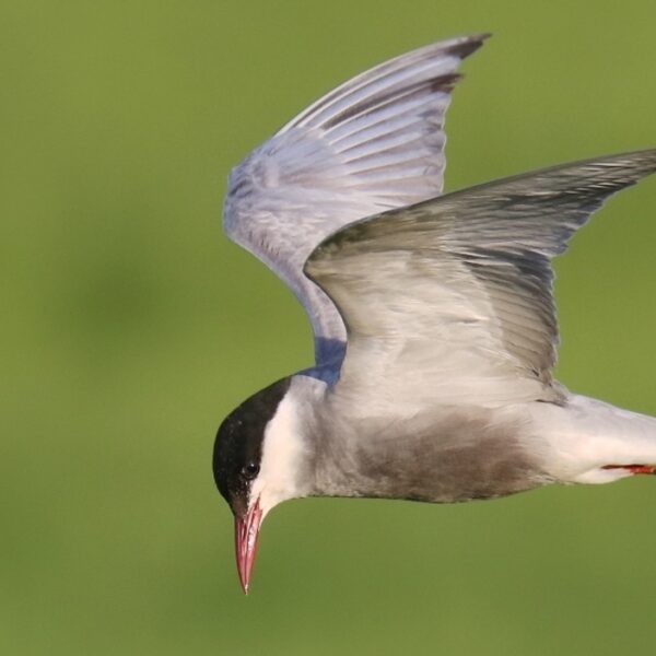 Vogelgriep onder kokmeeuwen bedreigt enige witwangsternkolonie van Nederland
