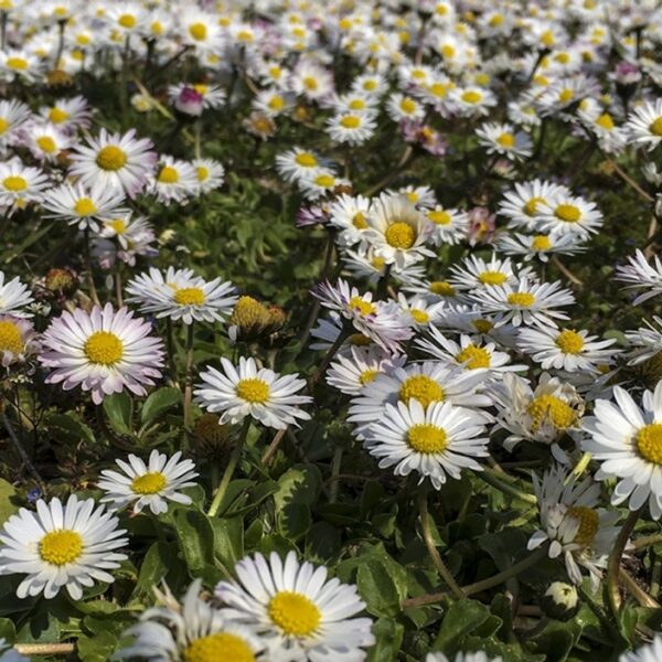 Zo herken je het madeliefje, onze nationale bloem