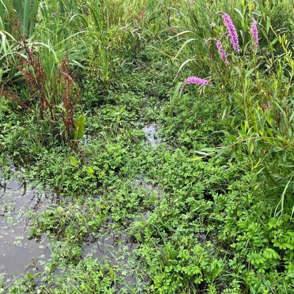 Overstromingsvlaktes zijn van groot ecologisch belang