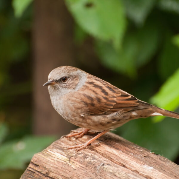 Heggenmus heeft meeste seks van alle zangvogels in Nederland