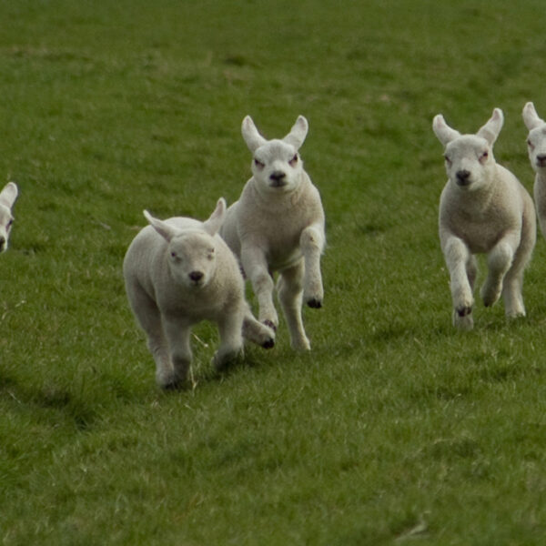 Schaap en mens hebben al eeuwenlang een relatie
