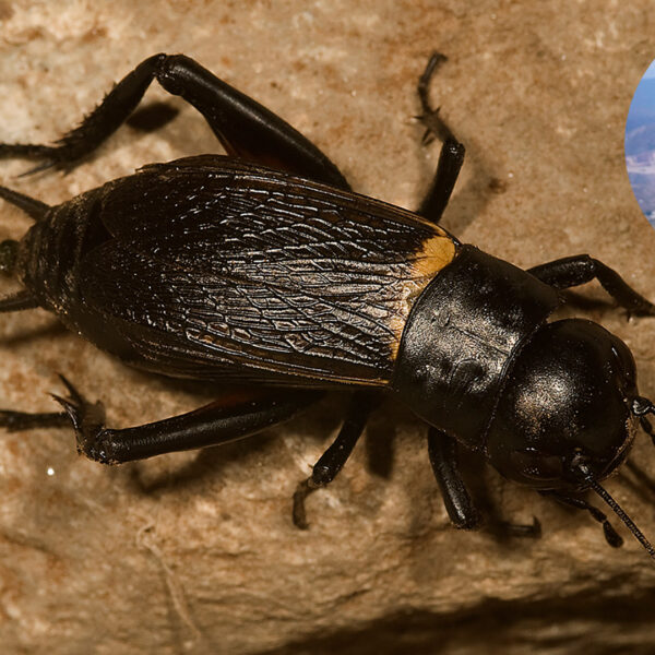 Veldkrekel mag zich het ‘Insect van het Jaar' van 2024 noemen