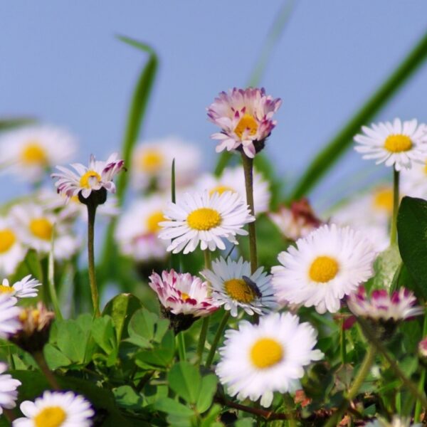 Onze nationale bloem, het madeliefje, is vereeuwigd in een prachtig kunstwerk!