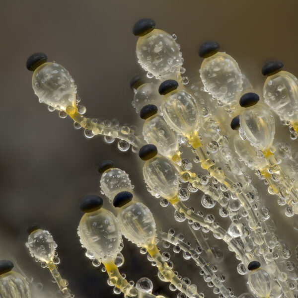 De wonderlijke en grotendeels verborgen wereld van de schimmel