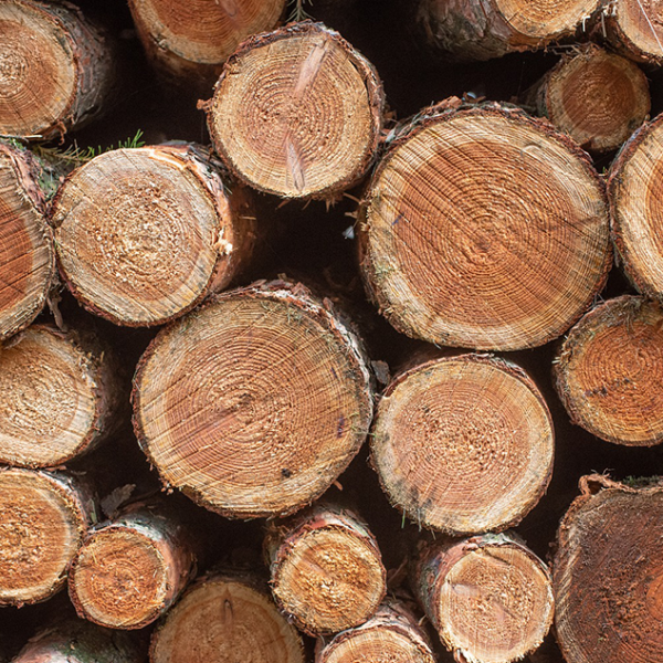 Ontbossing wacht niet: waarom doet Europa dat wel?