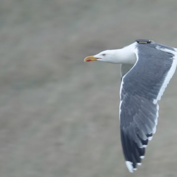 Hoe vliegen meeuwen rondom windturbines? Zenderonderzoek brengt het in kaart