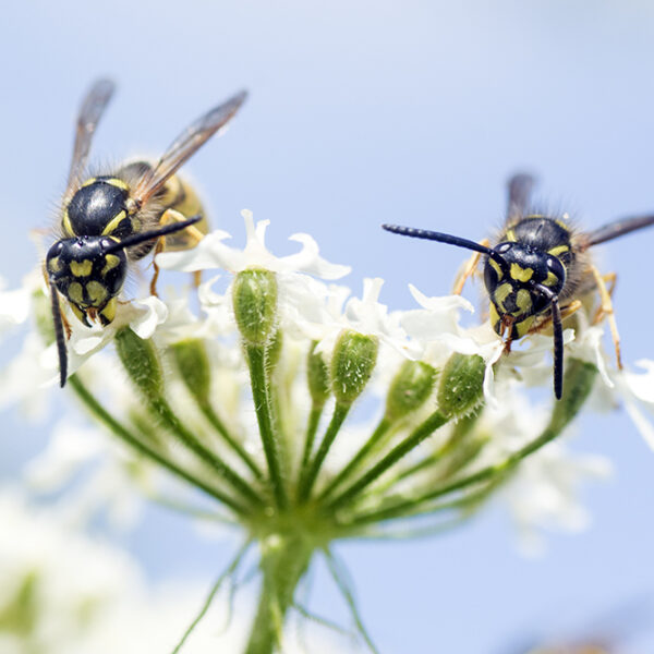 Wespen in de tuin: dit zijn de voordelen