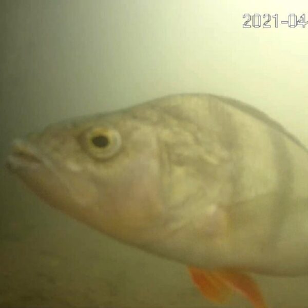 Visdeurbel staat weer aan: zo laat je vissen de Utrechtse wateren betreden