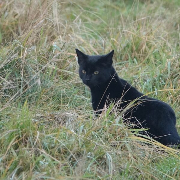 Katten bedreigen op de grond broedende vogels op Texel