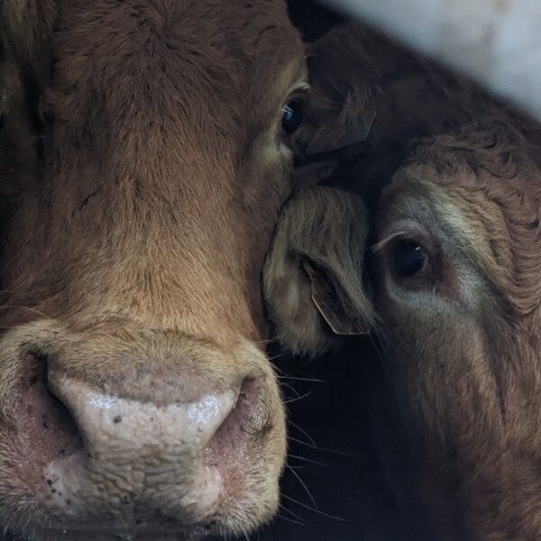 Veetransport kent veel misstanden die nog altijd niet goed bestreden worden