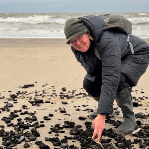 Lege huls van papierkokerworm is zo sterk als perkament: onze stranden liggen ermee bezaaid