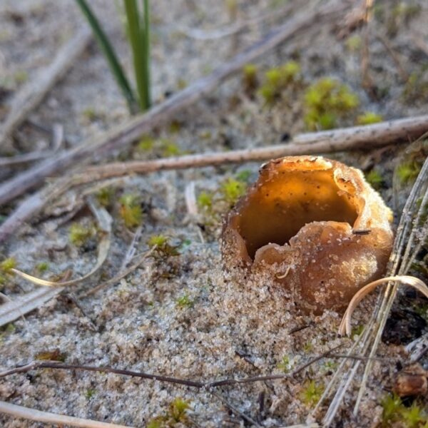 Paddenstoelen vind je nu het beste in de duinen!