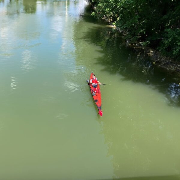 Donau afreizen om de steur te behoeden voor uitsterven