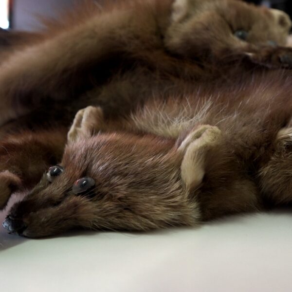 Bont is overal te koop en hoeft niet duur te zijn, ondanks het pelsindustrieverbod in Nederland
