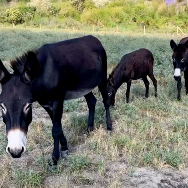Ezels grazen in Rotterdamse haven
