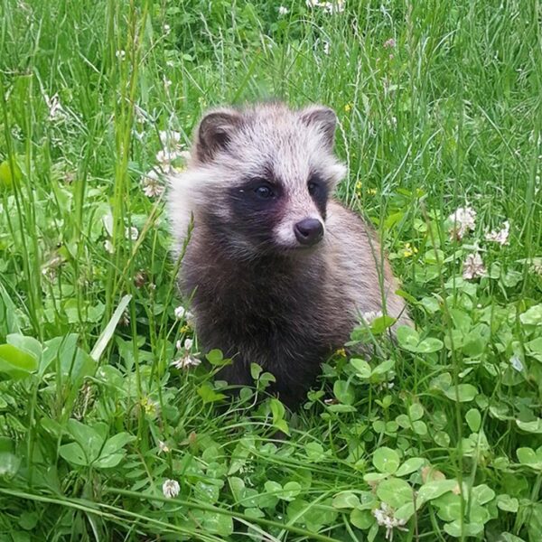 Wasbeerhonden in Nederland: het aantal groeit enorm