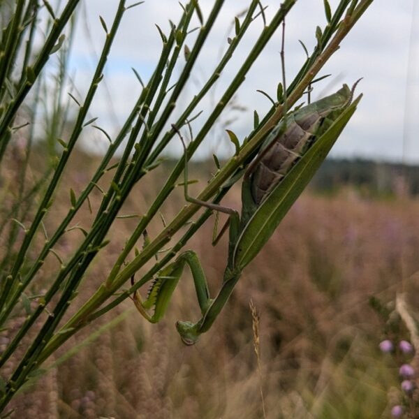 Bidsprinkhaan in Nederland: 'Ik verwacht dat het een blijver is'