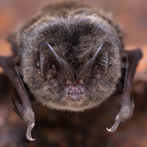 Mopsvleermuis kraamkolonie ontdekt in Nederland