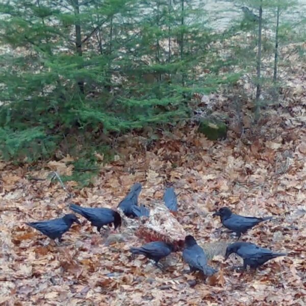 Raaf en wolf werken samen in de jacht