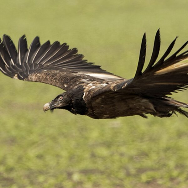 Baardgieren in Nederland moeten voor nageslacht zorgen
