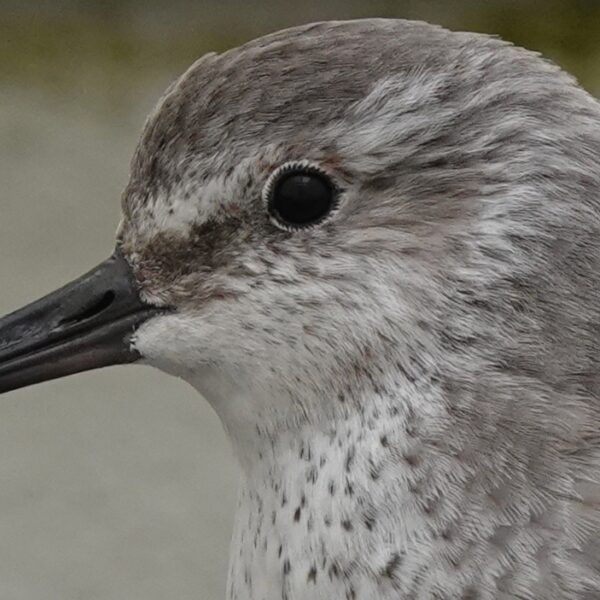 De wereld onderzoeken door de ogen van trekvogels: wetenschap is óók fascinatie