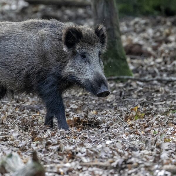 Waarom de dood belangrijk is voor de levende natuur