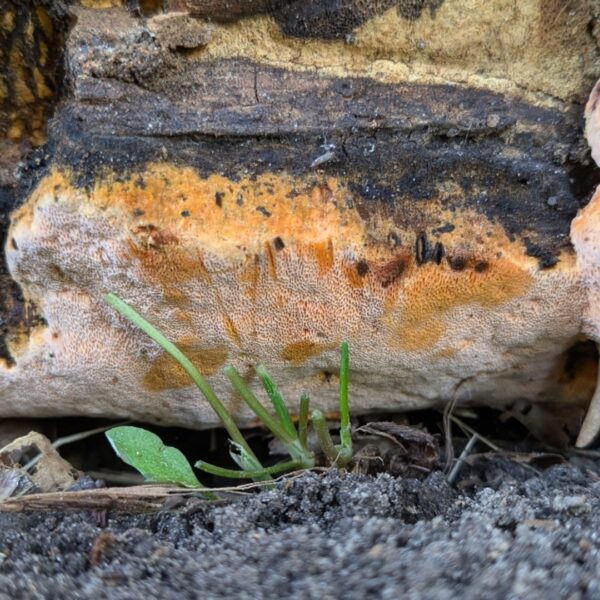 Nieuwe paddenstoel ontdekt op verrassende plek in Nederland