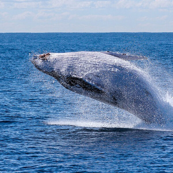 VN-Oceanentop wordt cruciaal