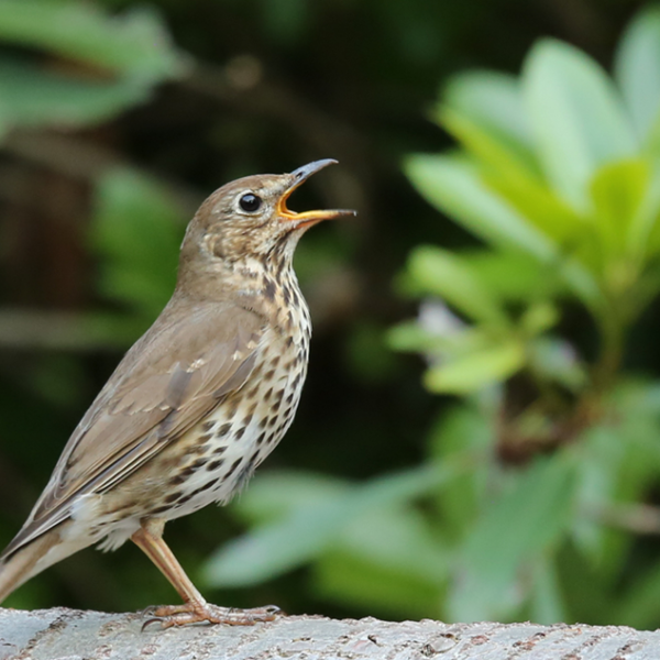 Hoogtepunt van vogelzang in volle gang: deze soorten hoor je in de stad