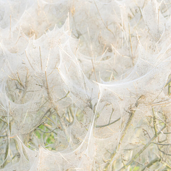 Bomen volledig bedekt met spinsels: dit is niet de eikenprocessierups!