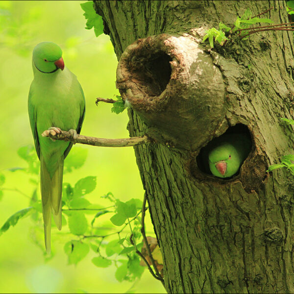 Van oernatuur naar nu: hoe de Nederlandse natuur zich aanpast aan verstedelijking